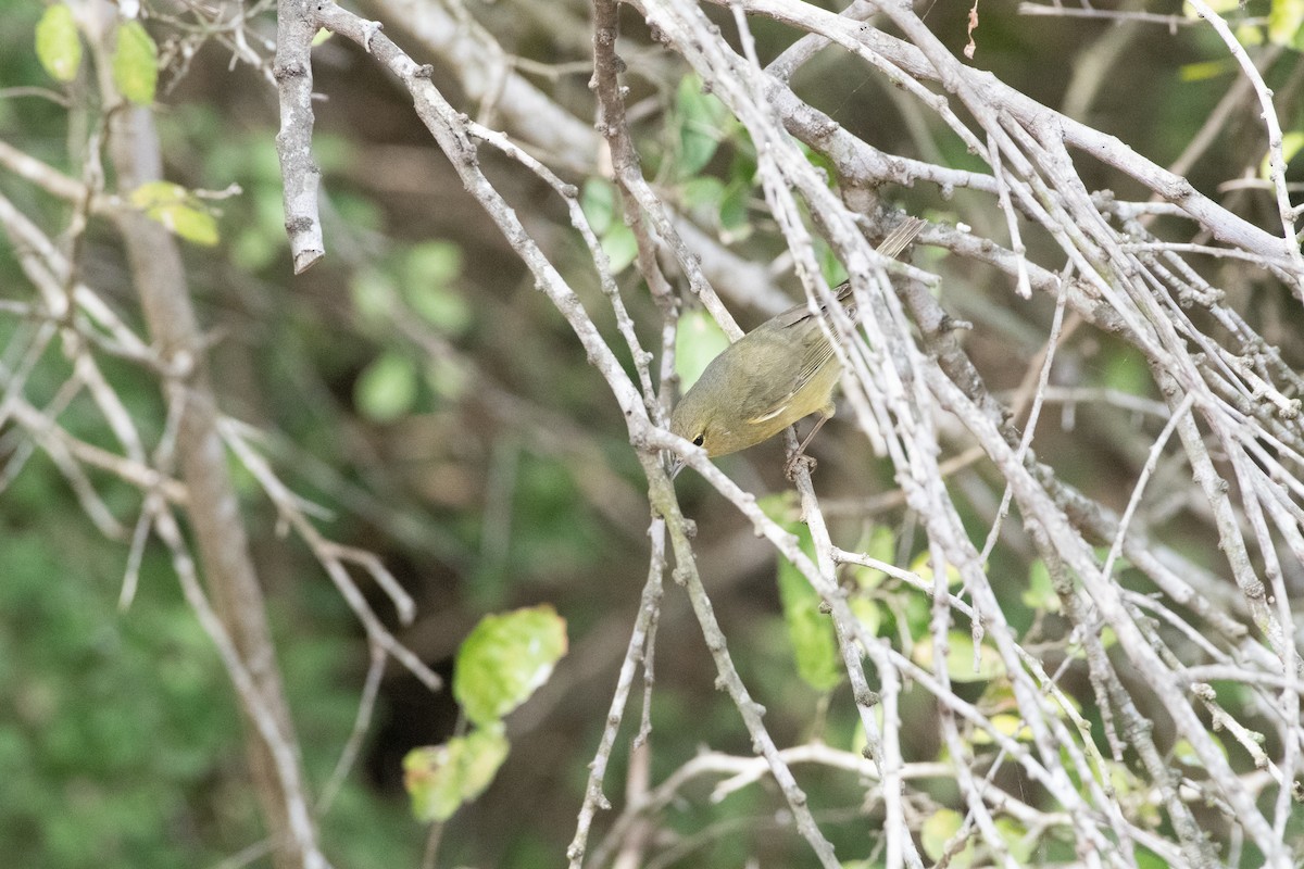 サメズアカアメリカムシクイ - ML646027841