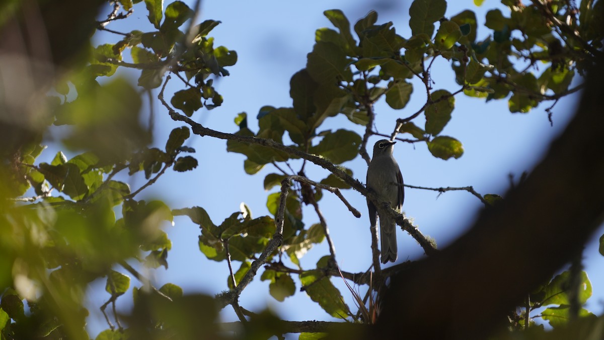 クリセヒトリツグミ - ML646027842