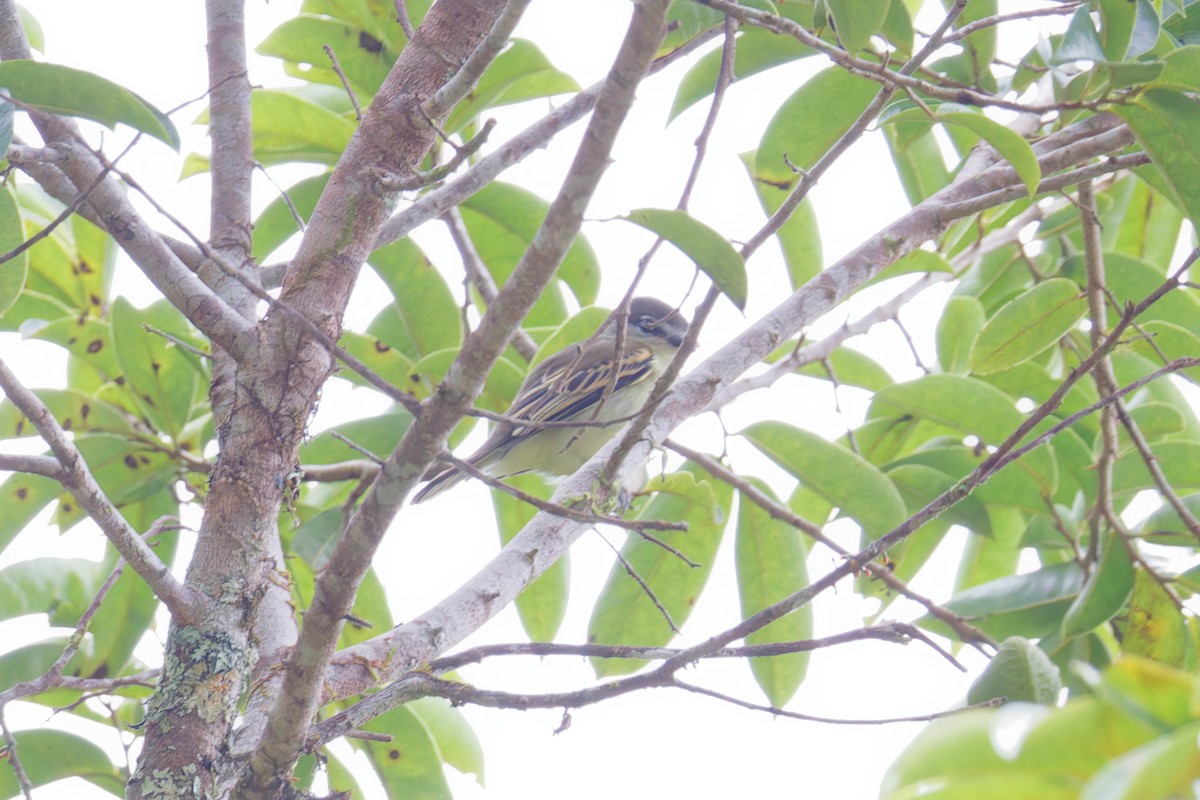 ハジロカザリドリモドキ - ML646027843