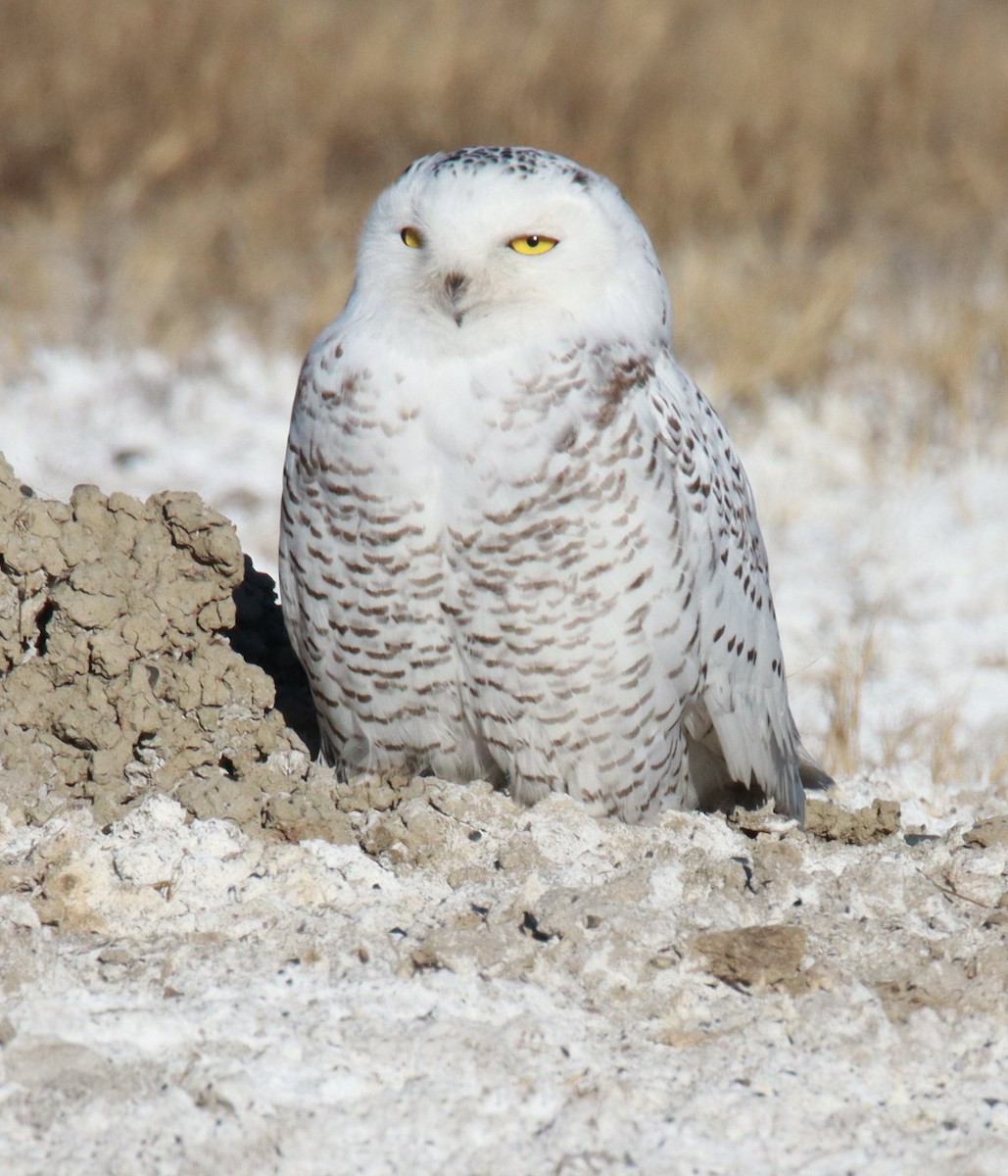 シロフクロウ - ML646027845