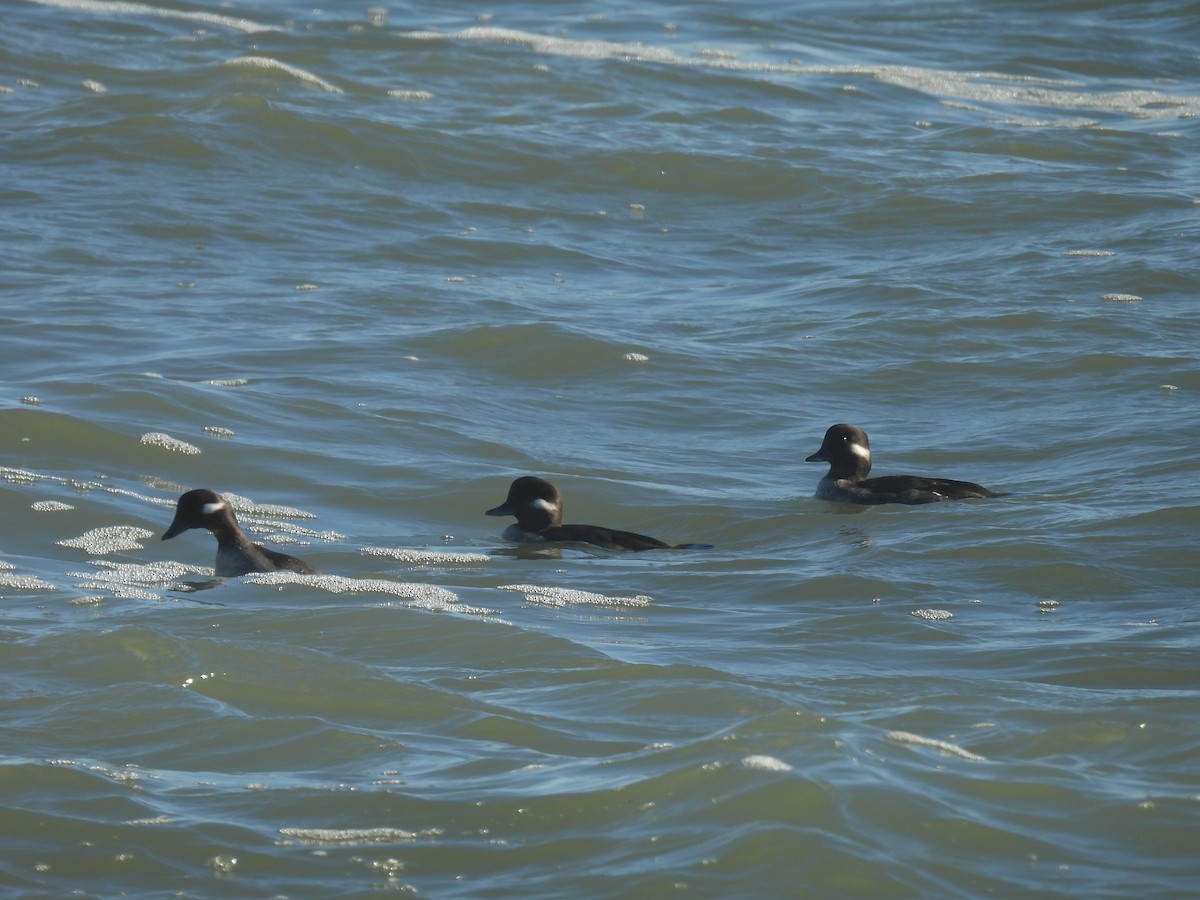 ヒメハジロ - ML646027846