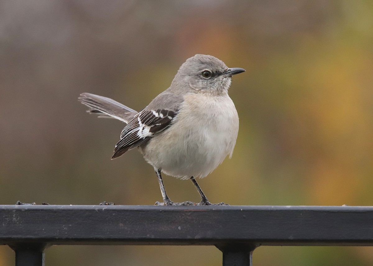 マネシツグミ - ML646027847