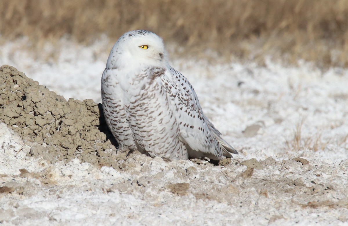 シロフクロウ - ML646027849