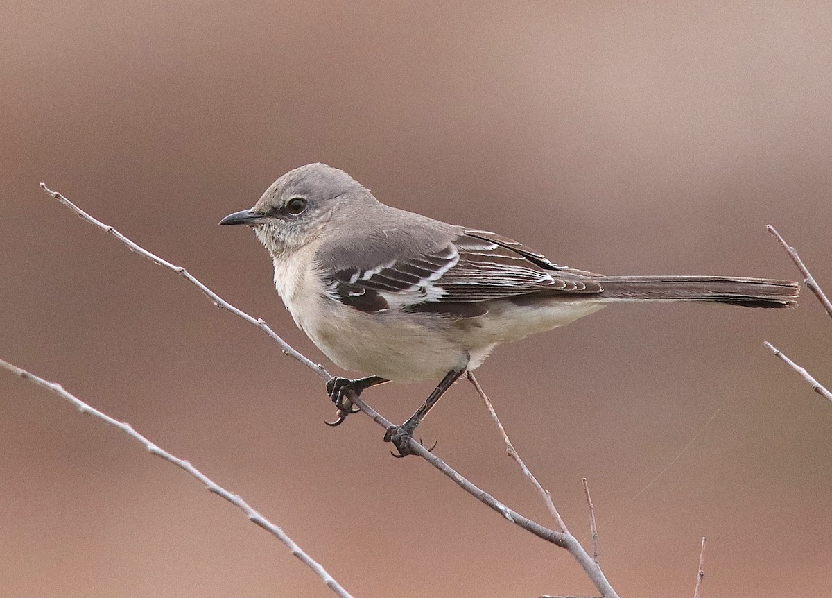 マネシツグミ - ML646027850