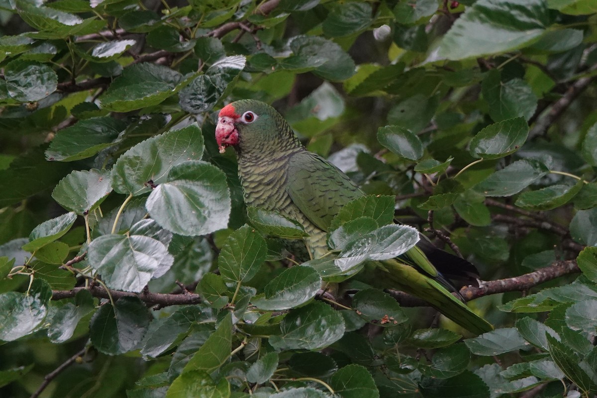 カラカネボウシインコ - ML646027852