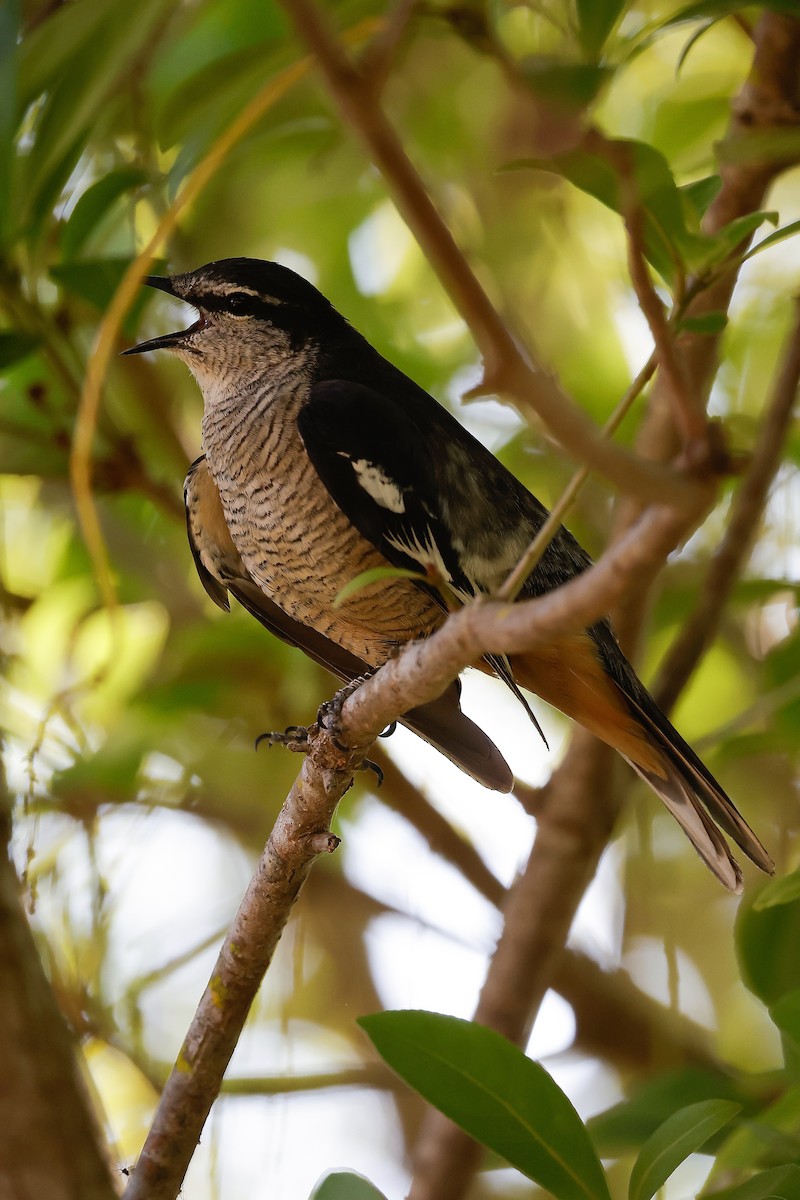 Weißbrauen-Raupenfänger - ML646027871