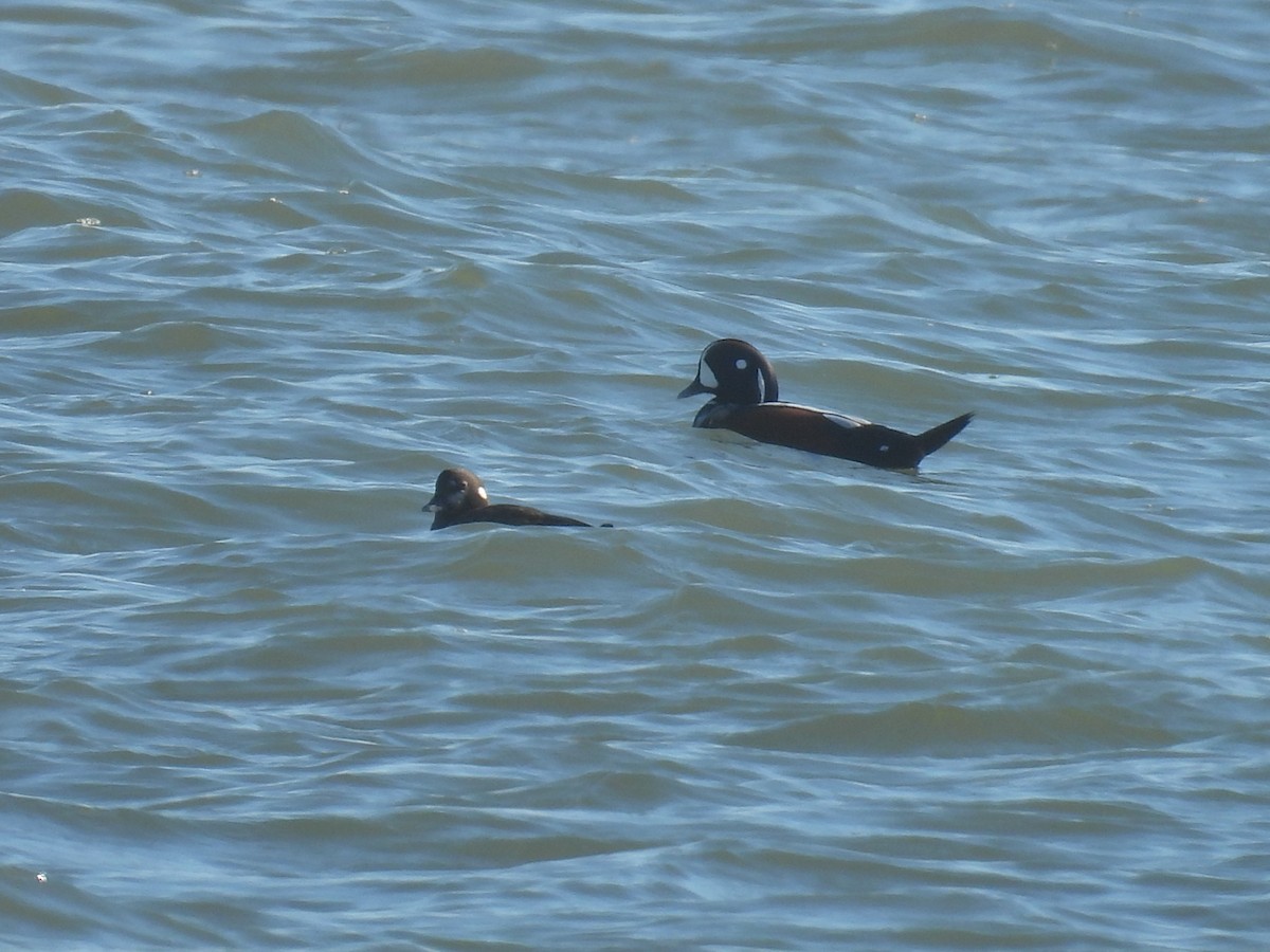 Ahate arlekina - ML646027878