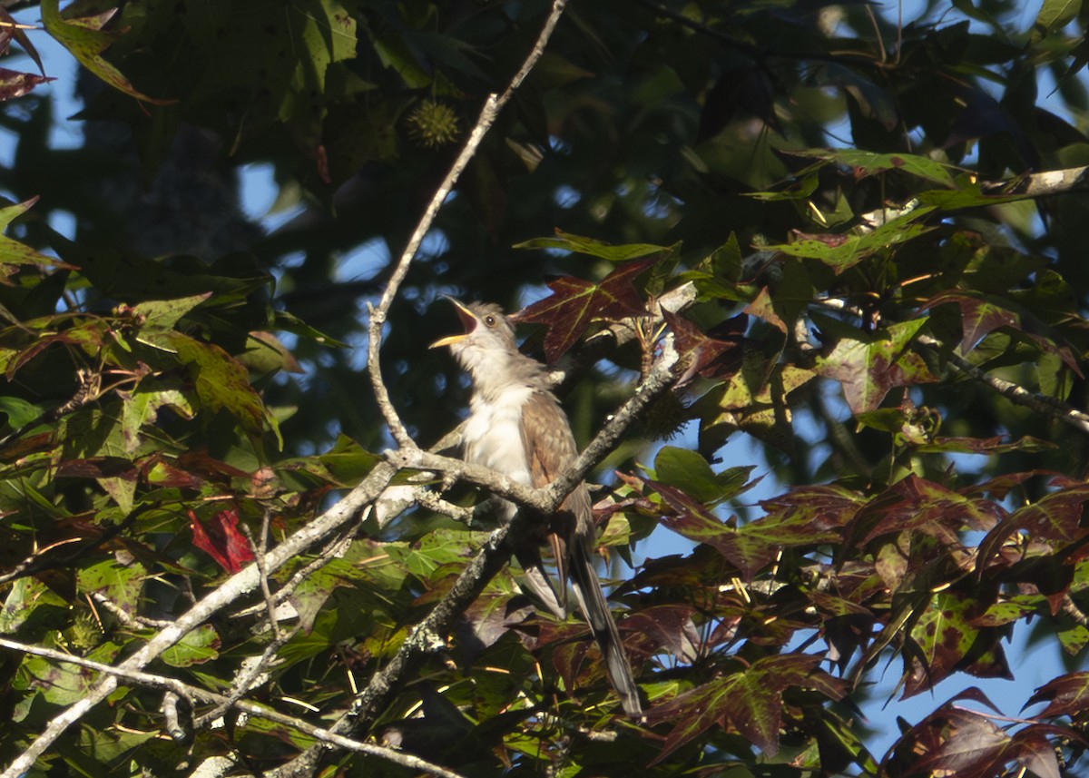 Yellow-billed Cuckoo - ML646027879