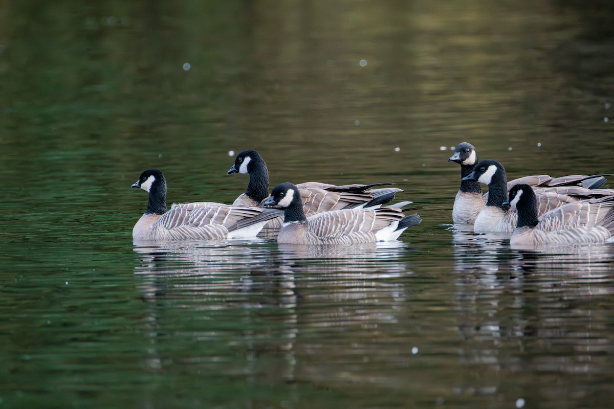 Cackling Goose - ML646027884