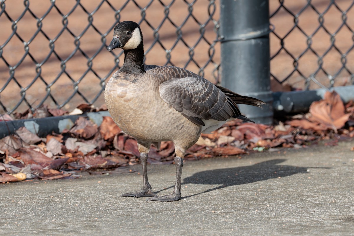 Cackling Goose - ML646027885