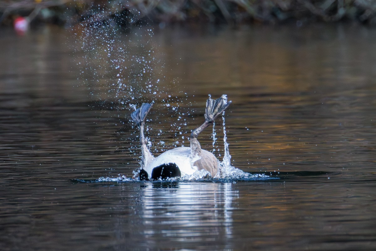 Kanadagans - ML646027886