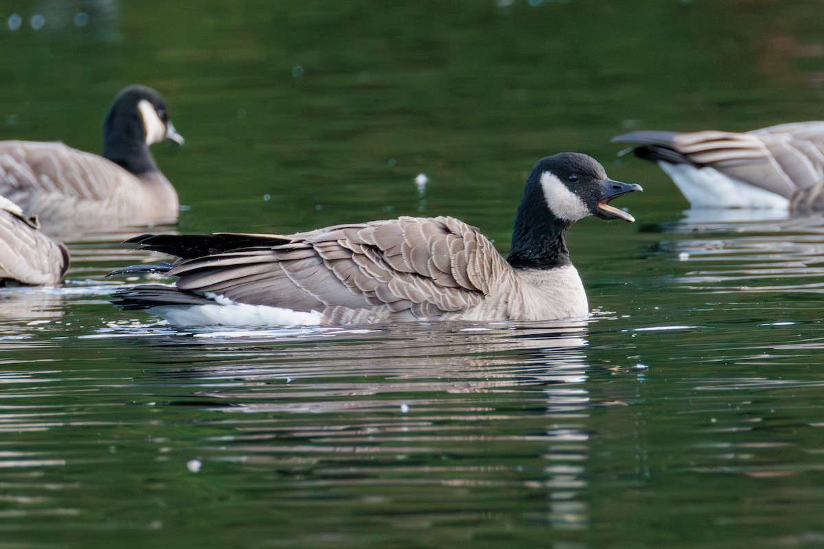 Cackling Goose - ML646027887