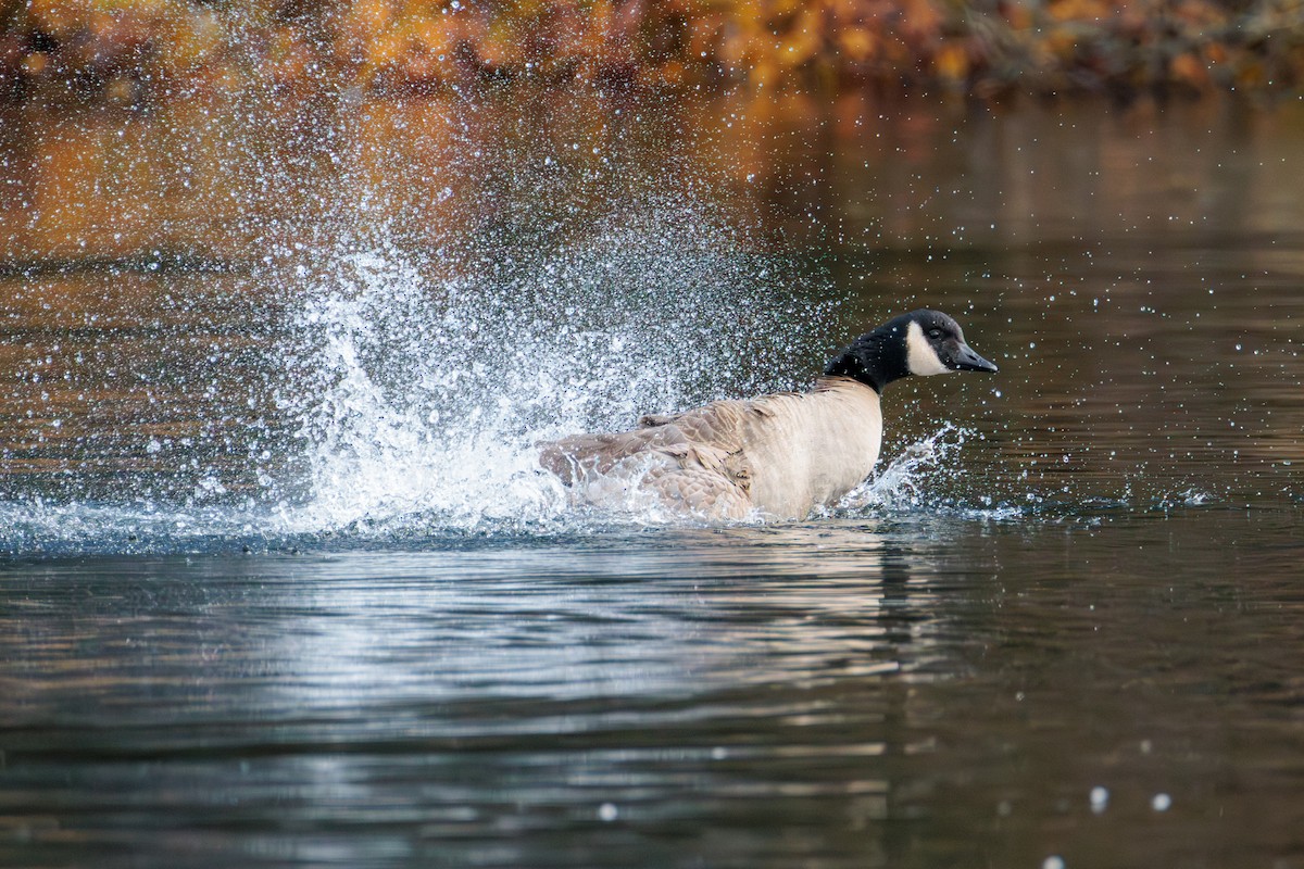 Kanadagans - ML646027888