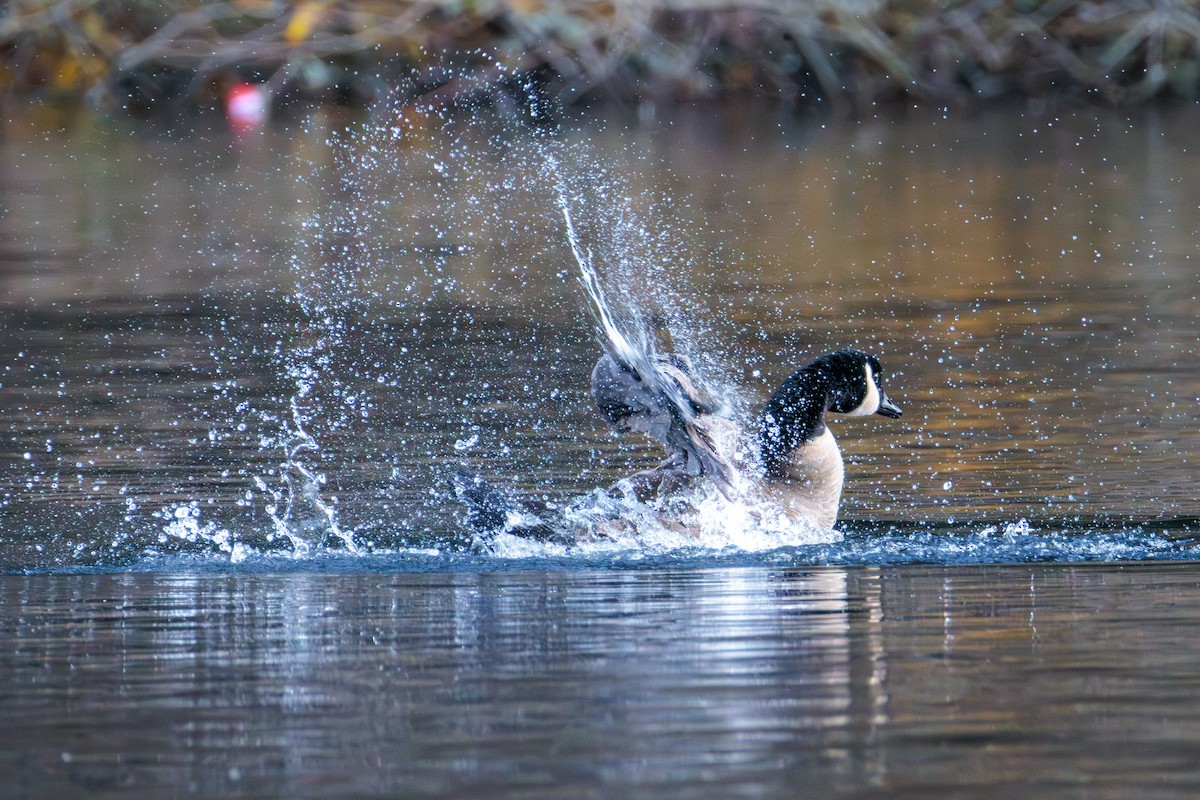 Kanadagans - ML646027889