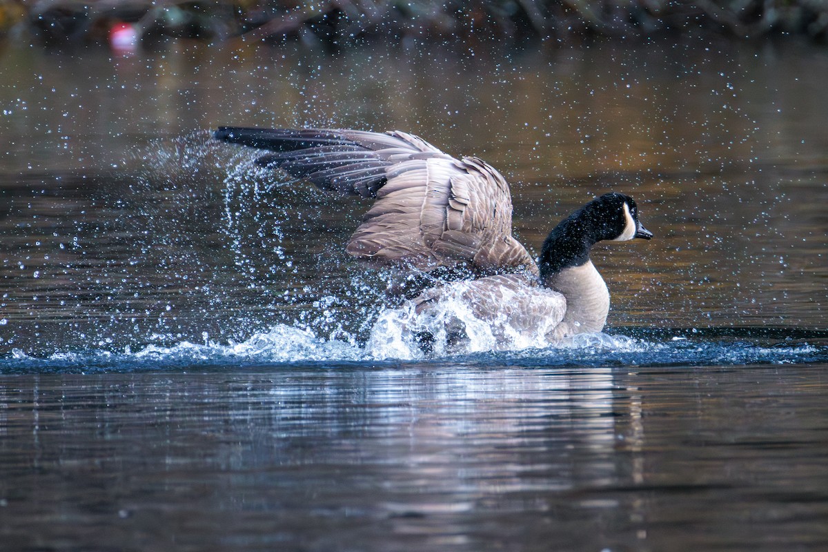 Kanadagans - ML646027890