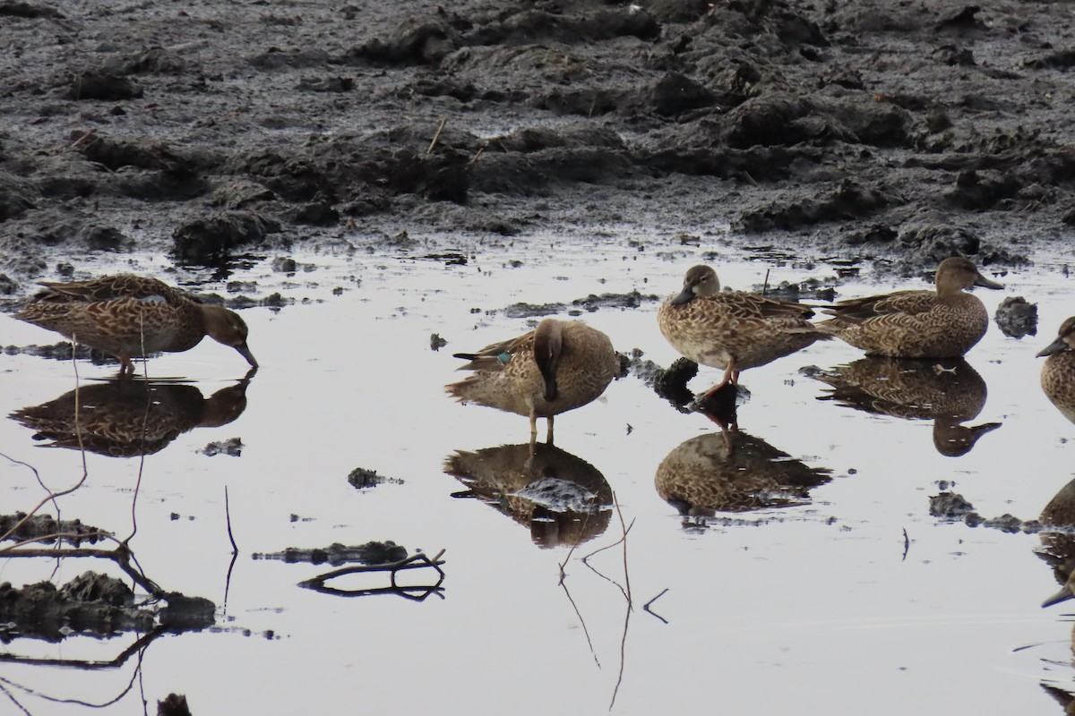 čírka modrokřídlá - ML646027899