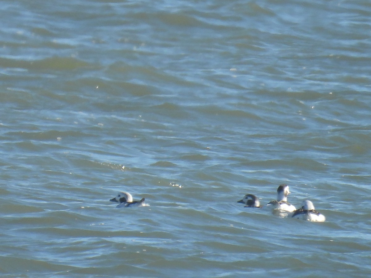 Long-tailed Duck - ML646027900
