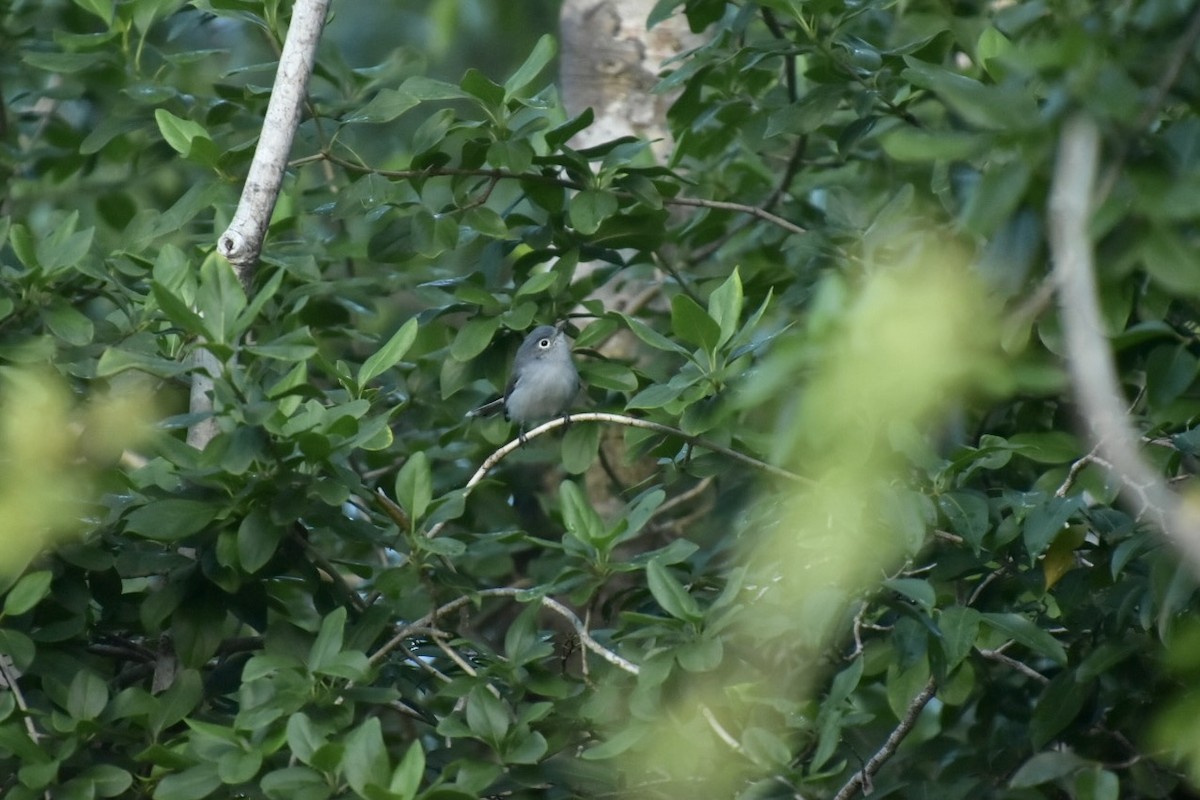 Голубая комароловка - ML646027901