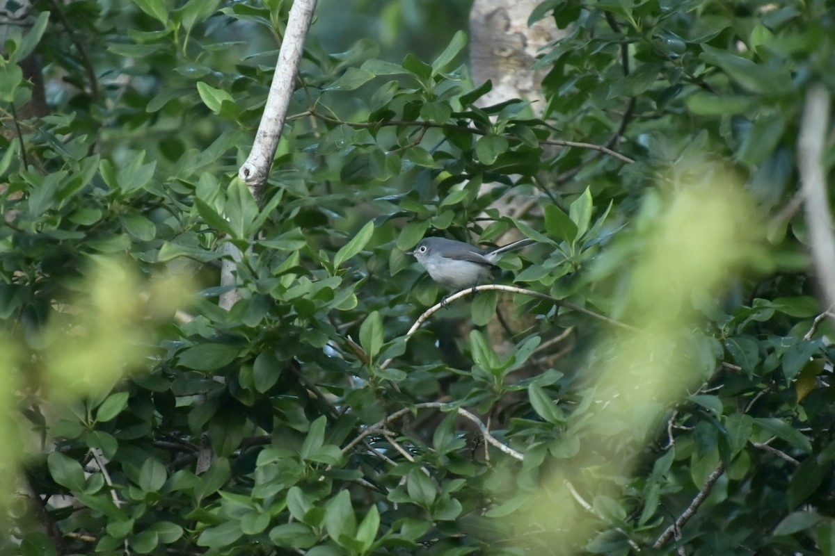 Голубая комароловка - ML646027902