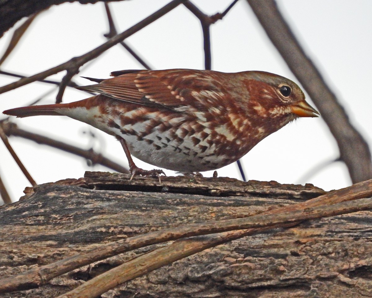 Fox Sparrow - ML646027903