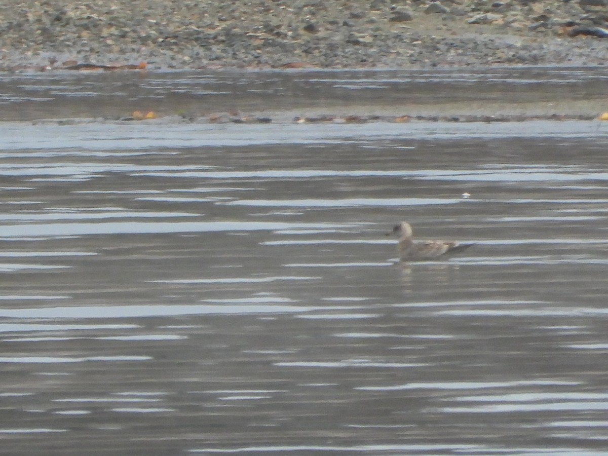 gull sp. - ML646027905