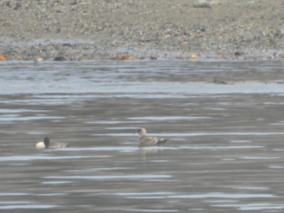 gull sp. - ML646027906