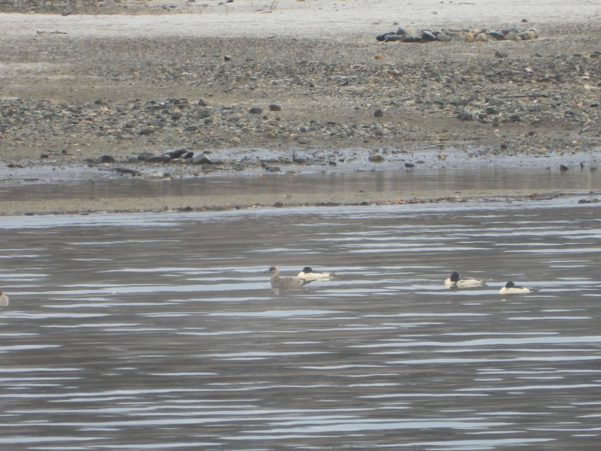 gull sp. - ML646027907