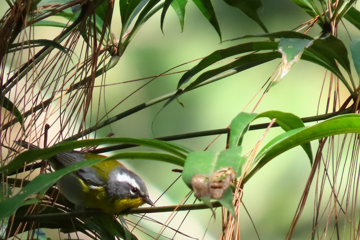 Reinita Cejuda - ML646027910