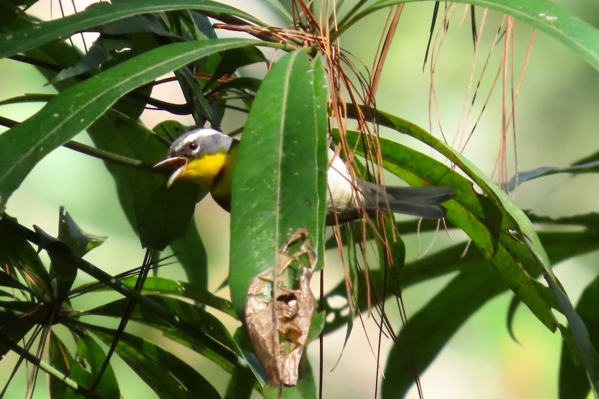 Reinita Cejuda - ML646027911