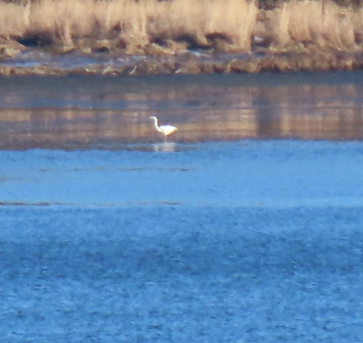 Great Egret - ML646027912