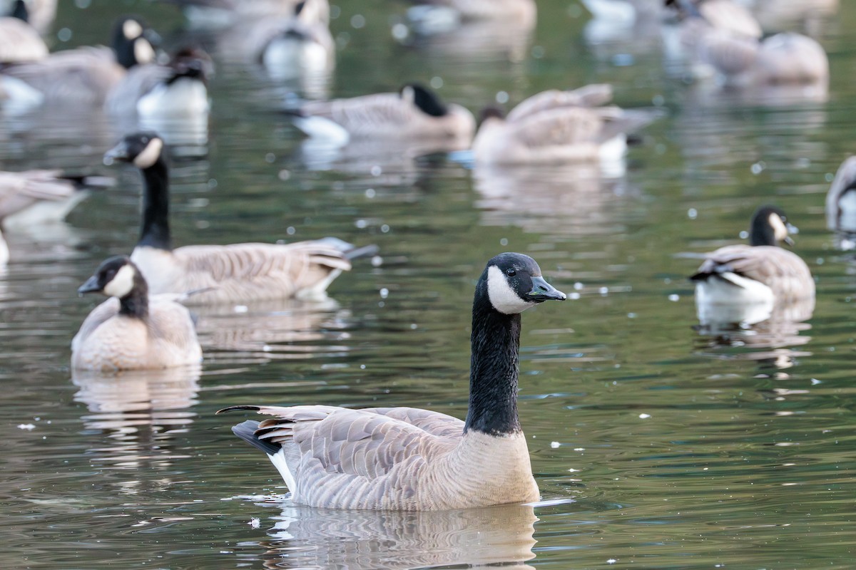 Kanadagans - ML646027916