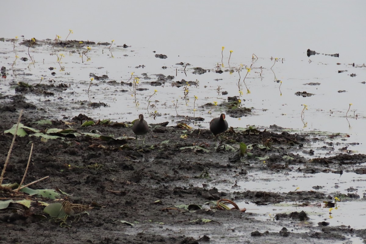 Common Gallinule - ML646027922