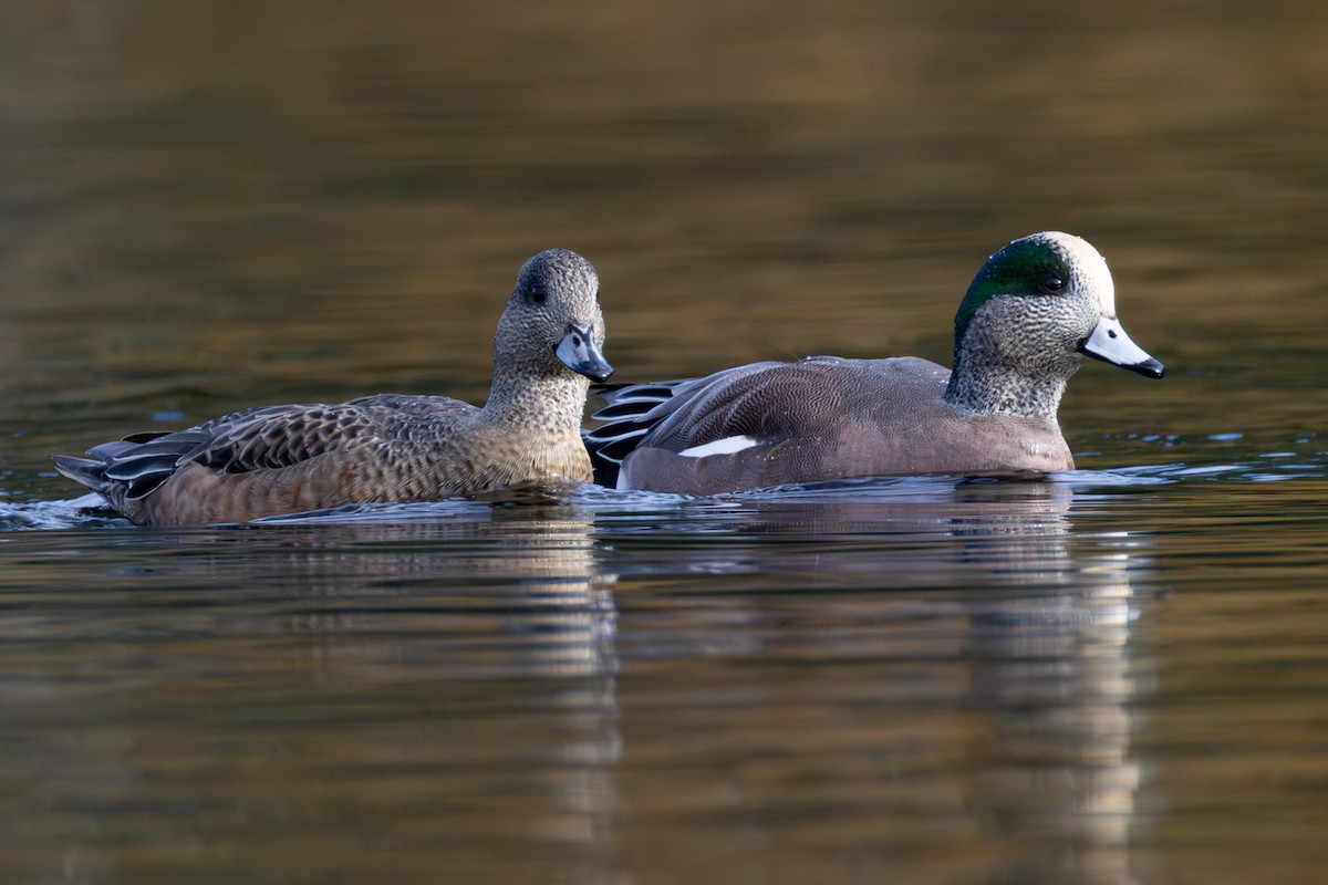 American Wigeon - ML646027925