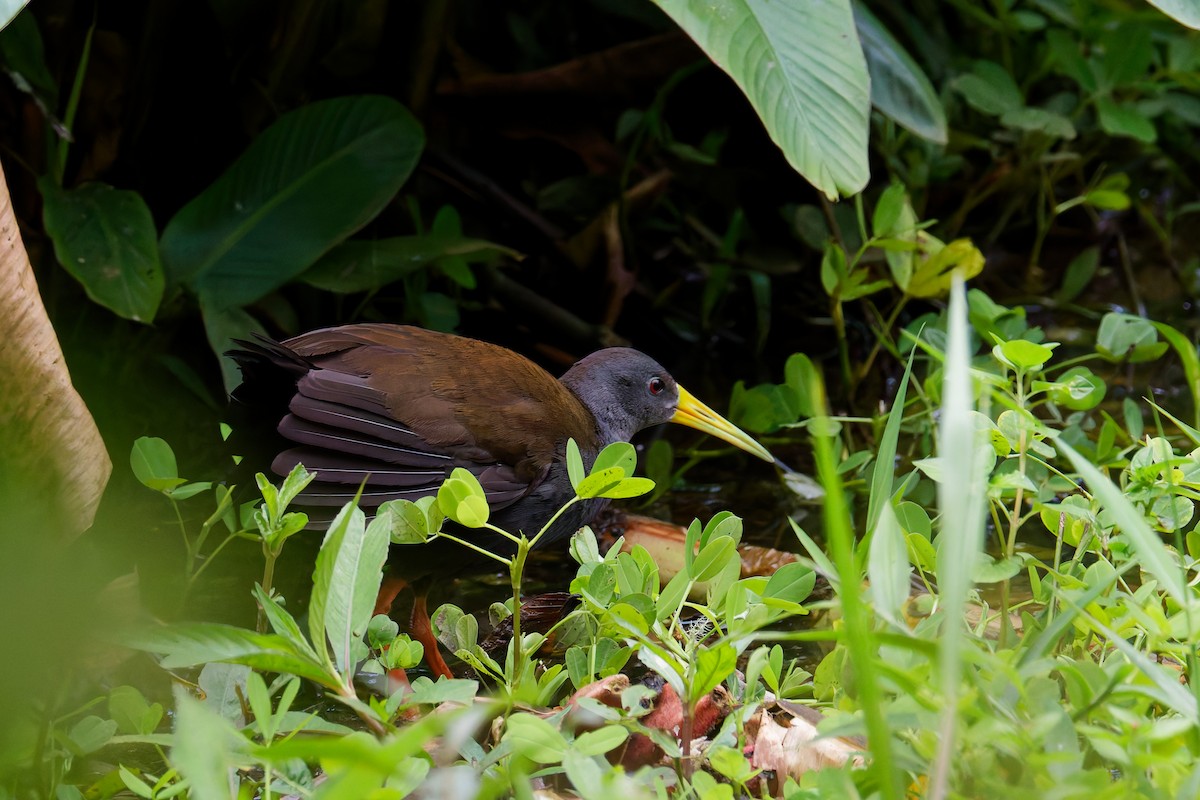 Râle noirâtre - ML646027926