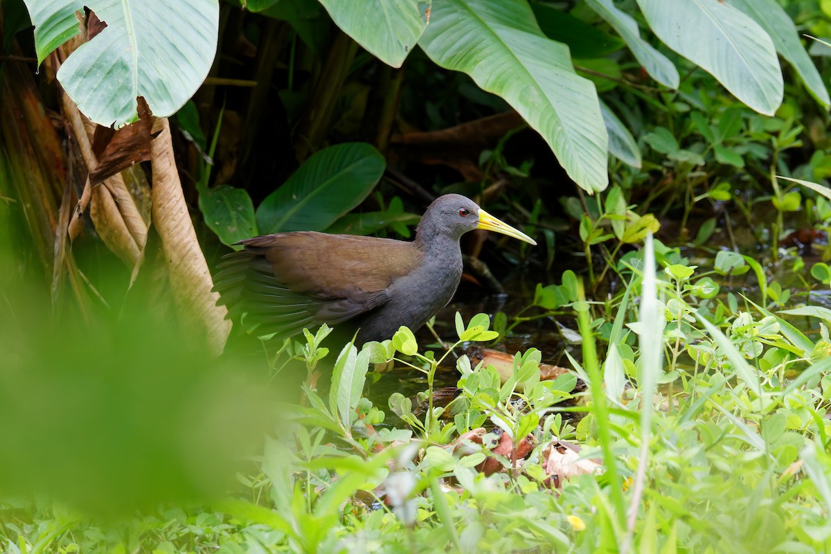 Râle noirâtre - ML646027927