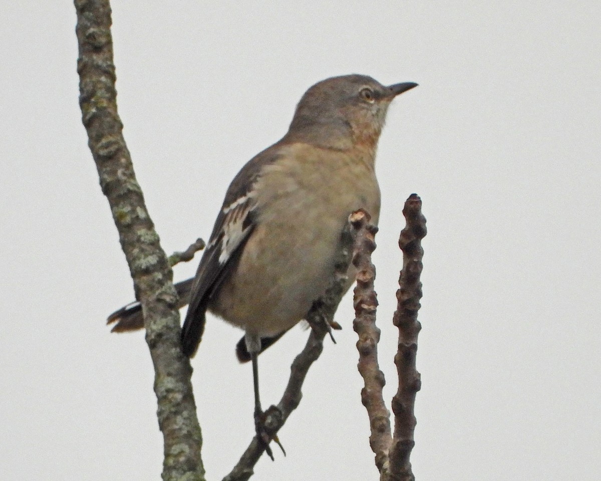 Gartenspottdrossel - ML646027928