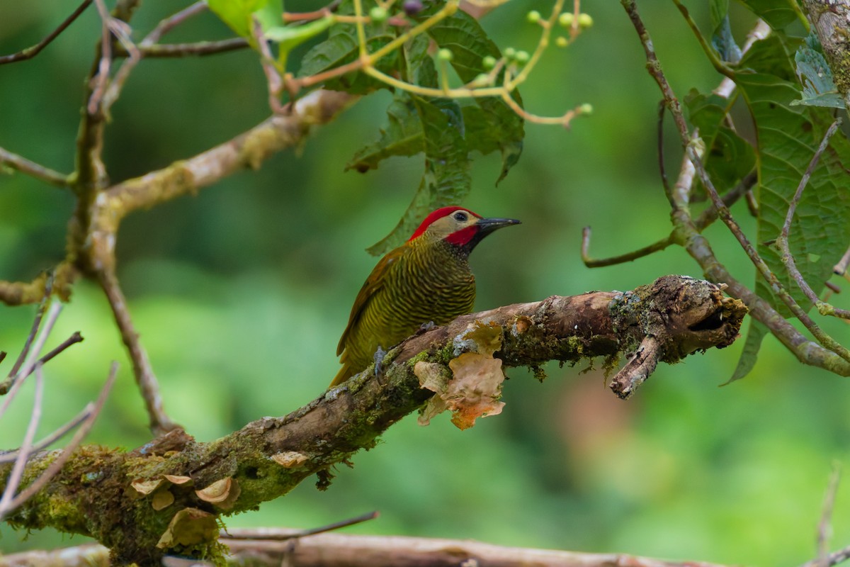 Golden-olive Woodpecker (Golden-olive) - ML646027932