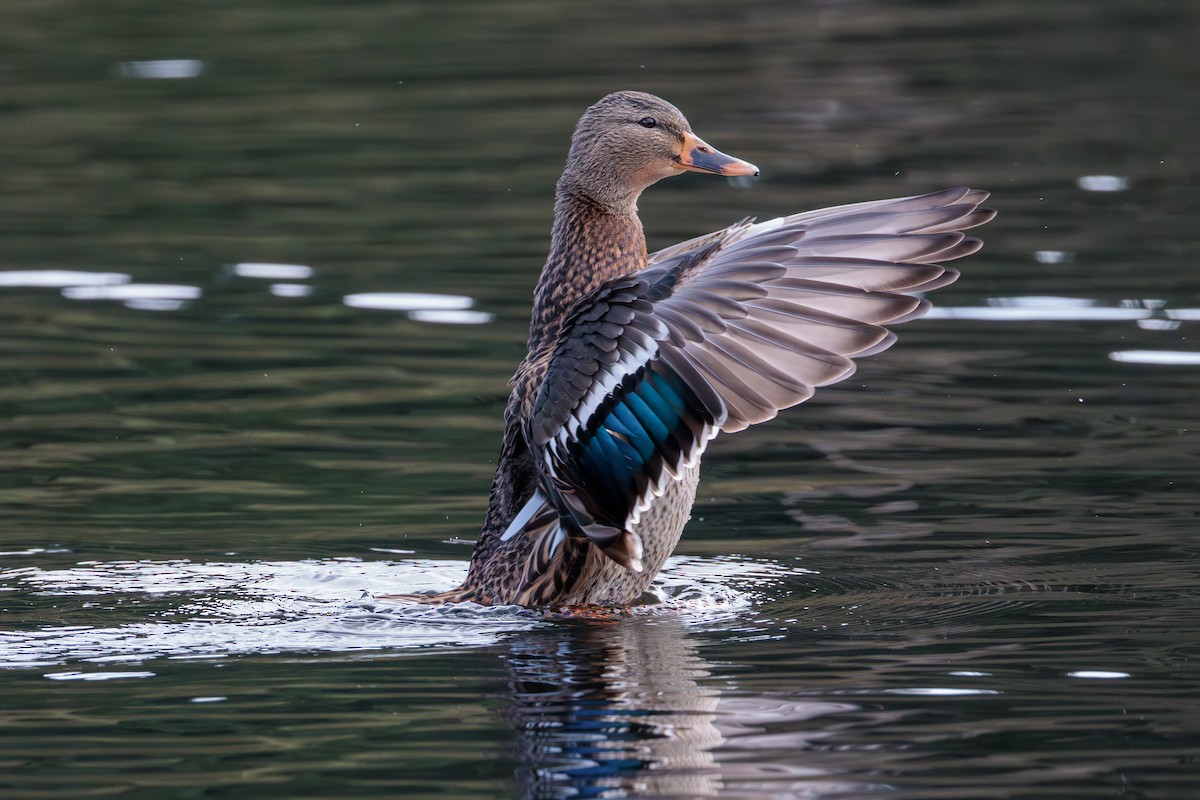 Mallard - ML646027934