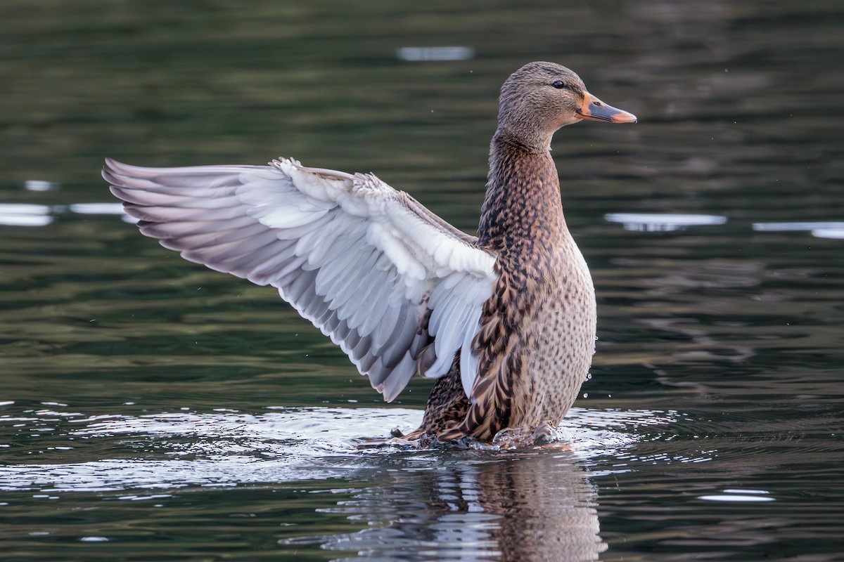 Mallard - ML646027935