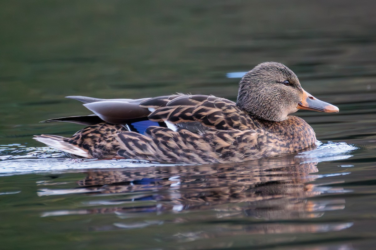 Mallard - ML646027936