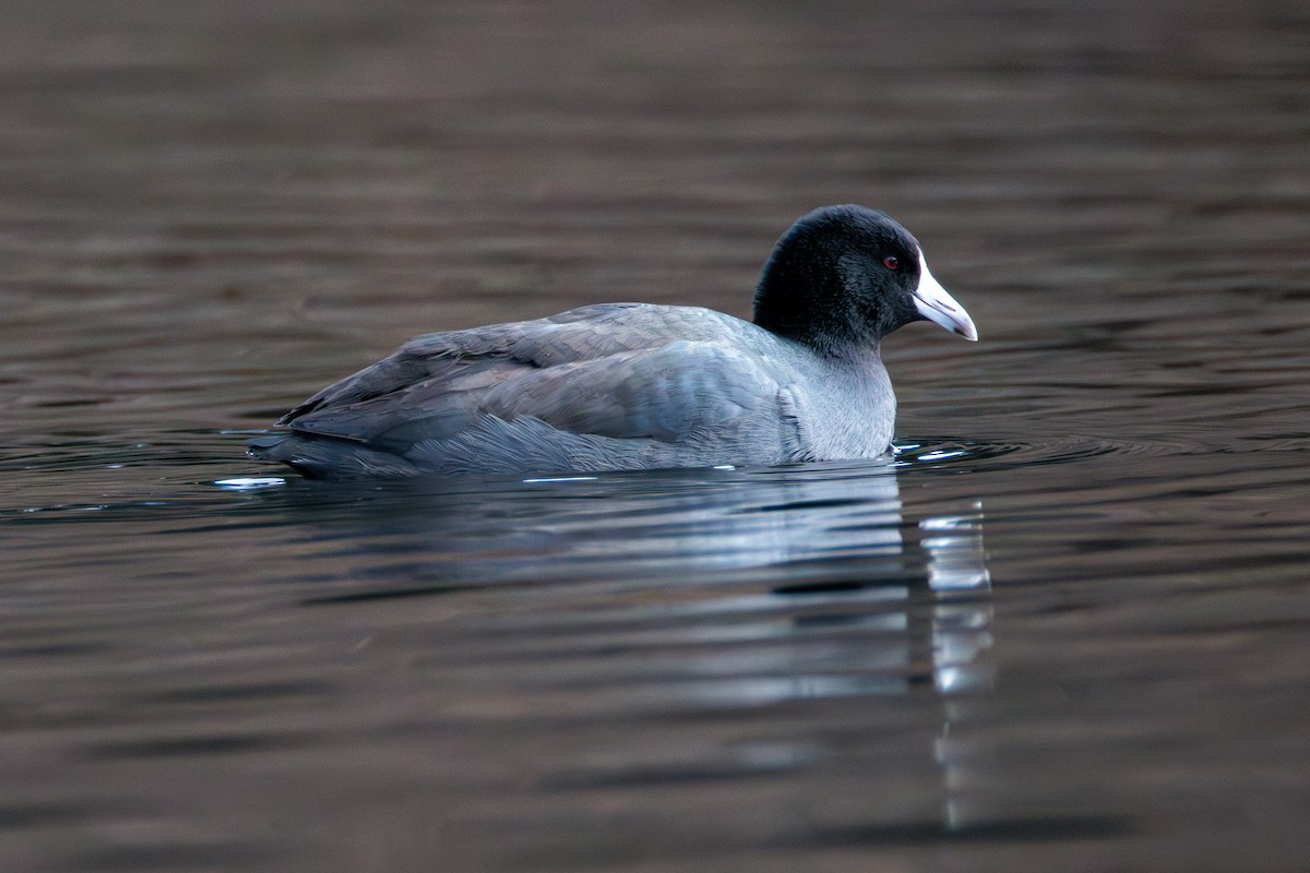 American Coot - ML646027939