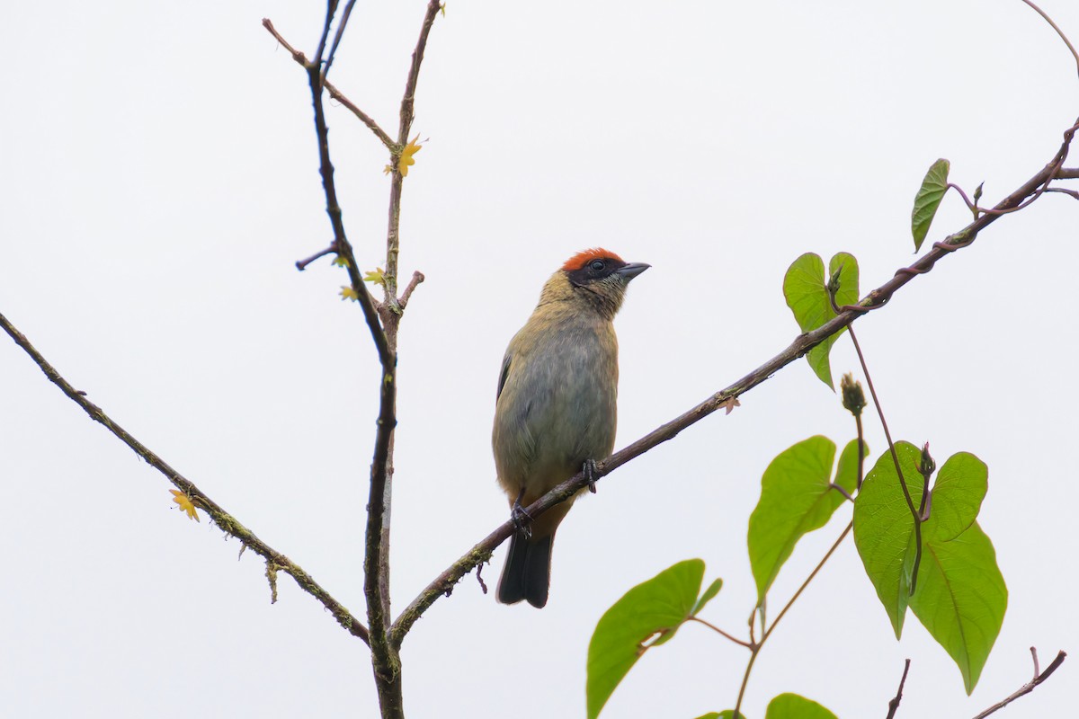 Scrub Tanager - ML646027940