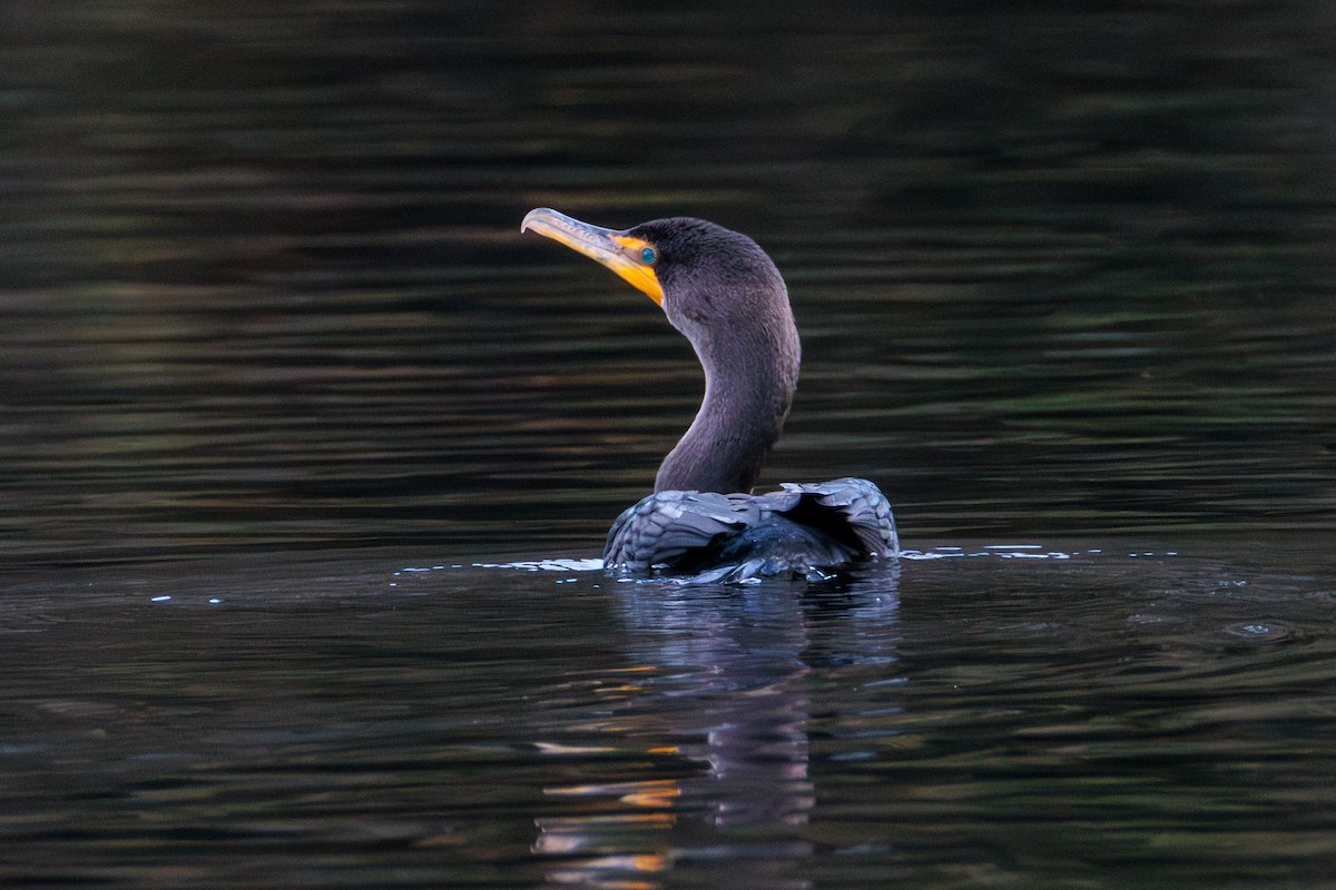 Double-crested Cormorant - ML646027948