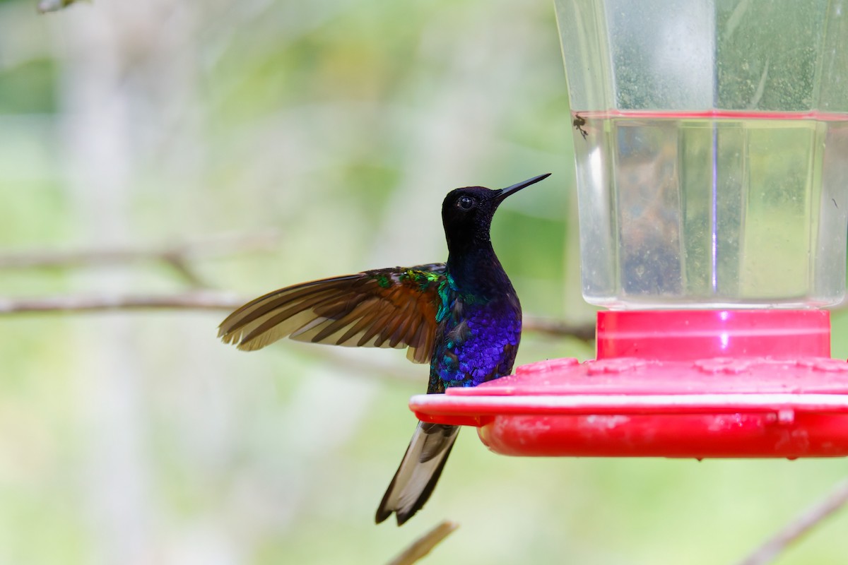 Velvet-purple Coronet - ML646027949