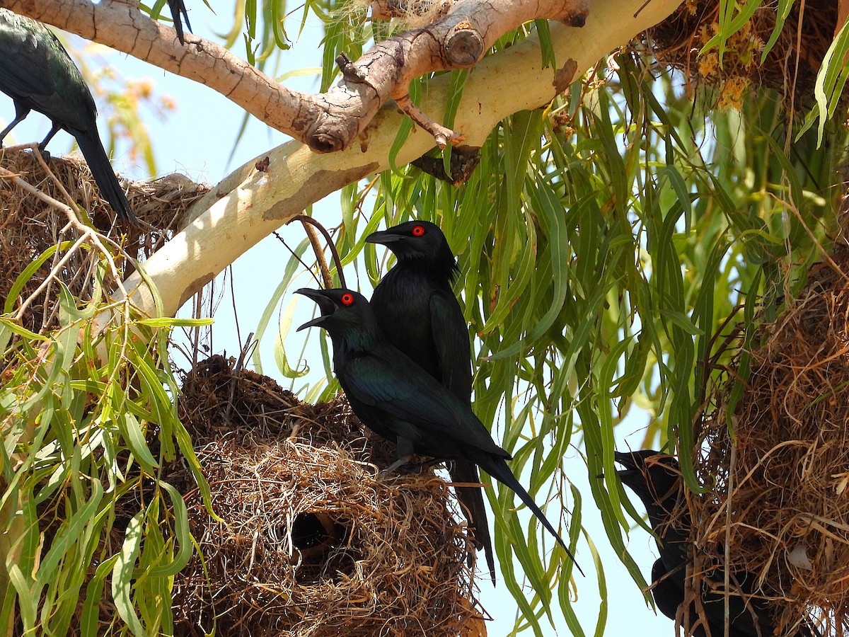 špaček lesklý - ML646027950