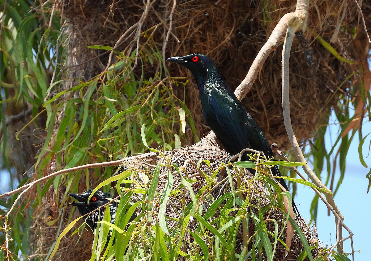 špaček lesklý - ML646027955