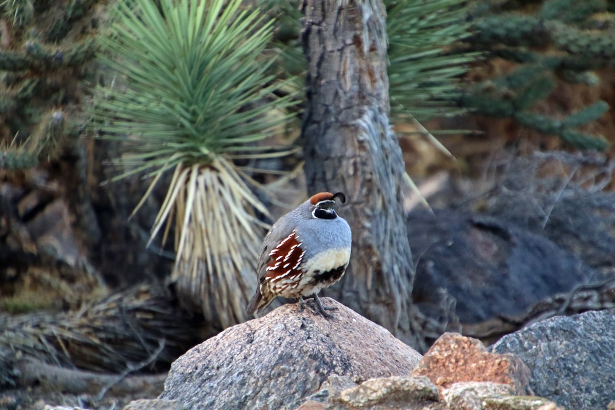 Helmwachtel - ML646027962