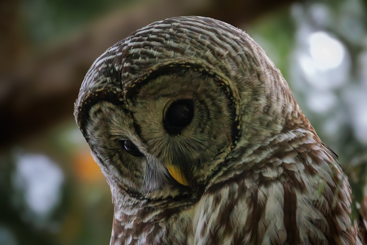 Barred Owl - ML646027967