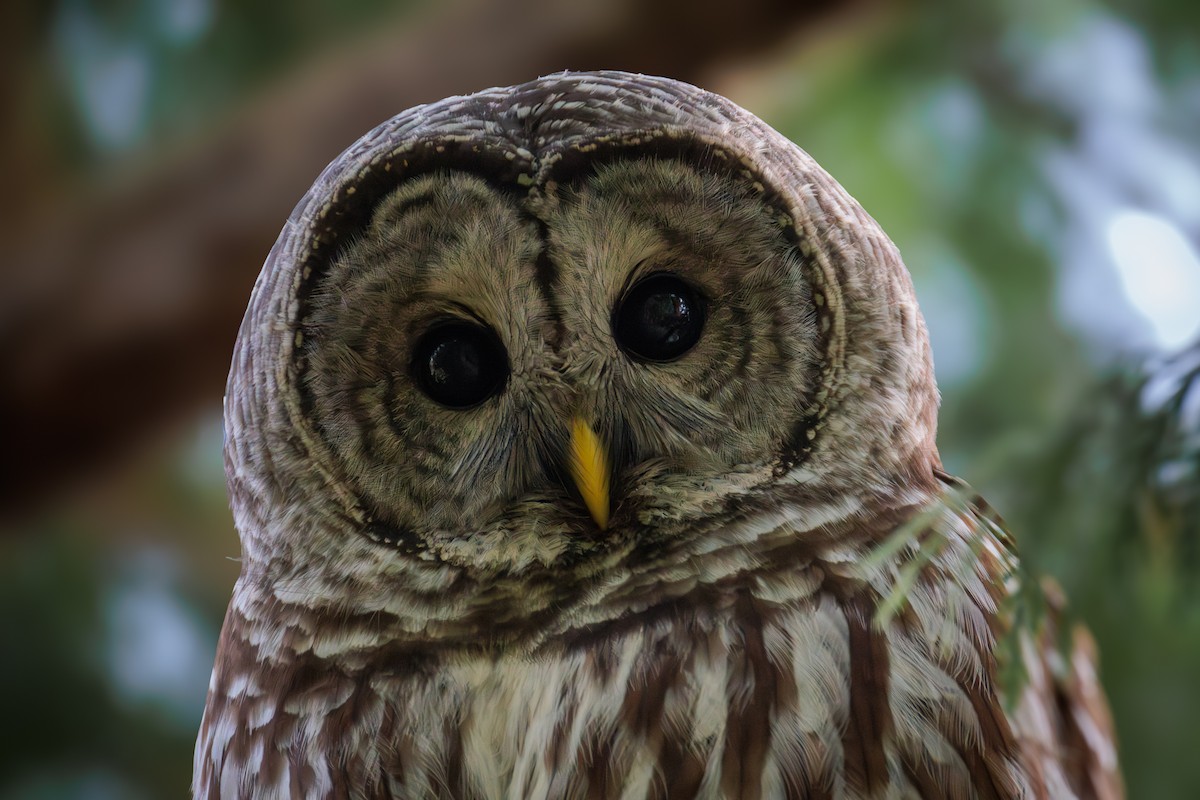 Barred Owl - ML646027968