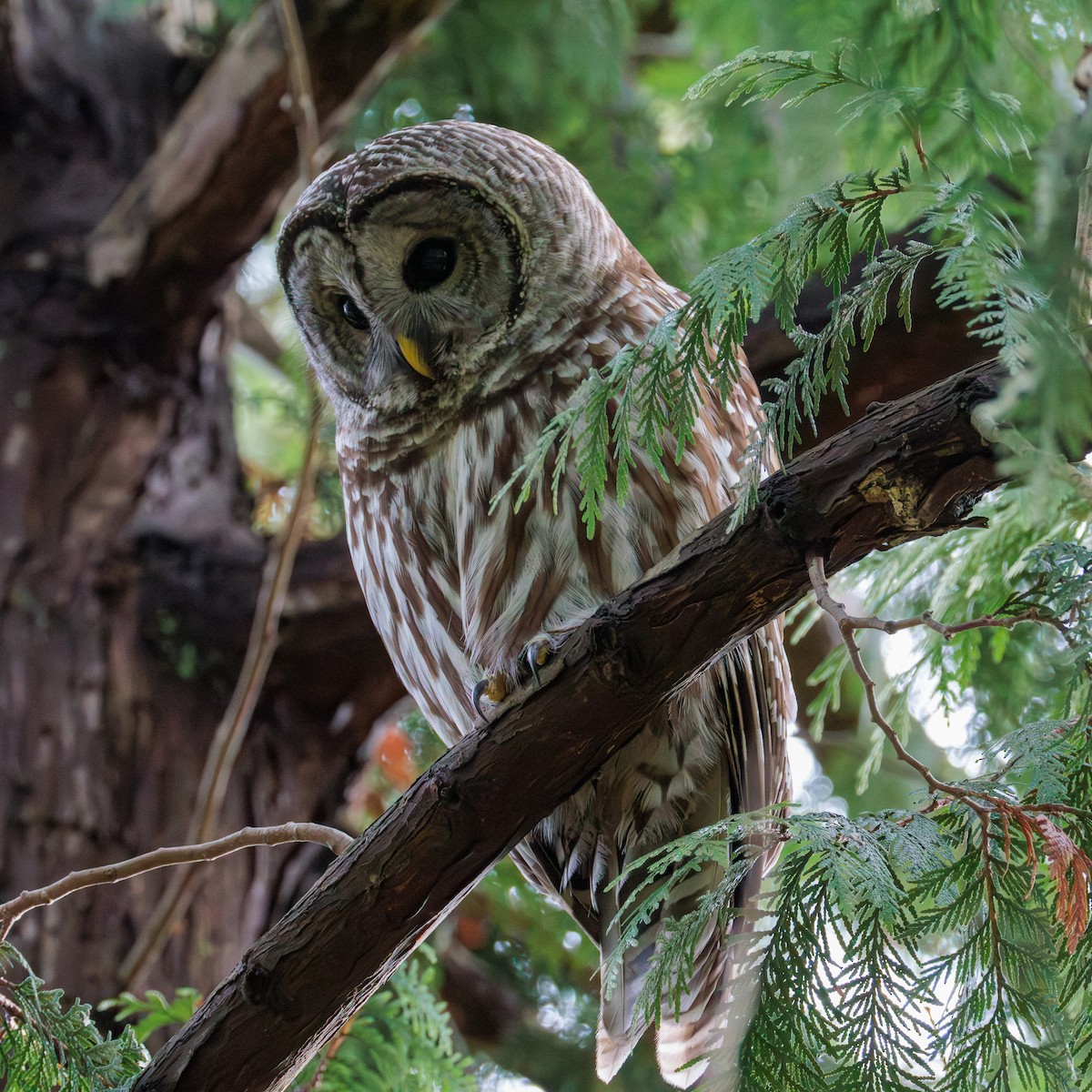 Barred Owl - ML646027970